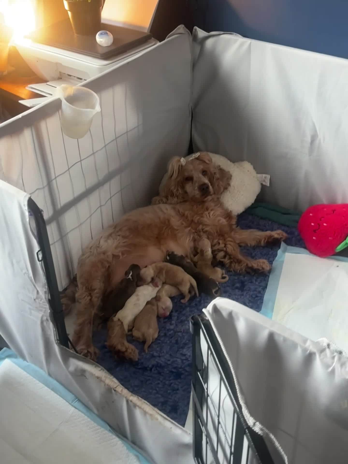 Cocker Spaniel dogs for sale: KC REGISTERED SHOW COCKER SPANIELS  - Video 2