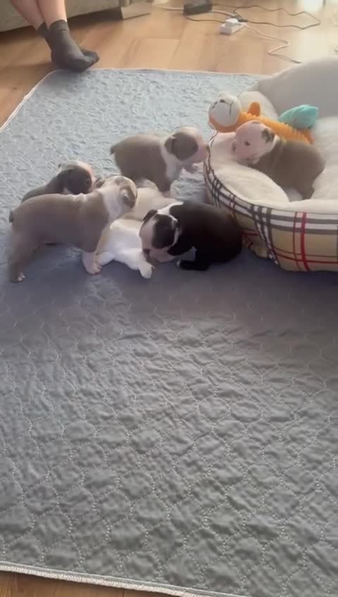 Boston Terrier dogs for sale: Adorable Boston Terrier Puppies – Kennel Club Reg - Video 2