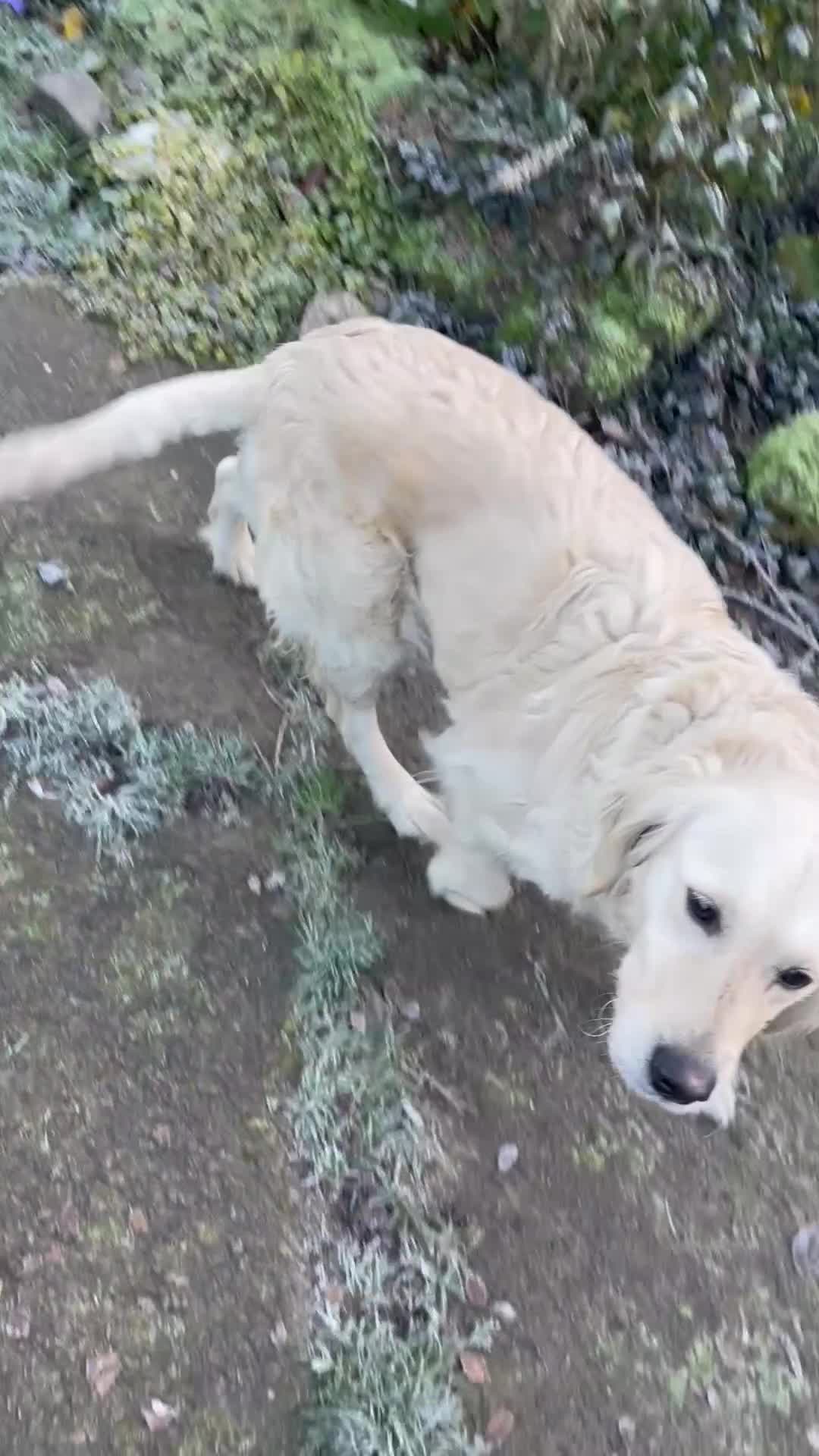 Golden Retriever dogs for sale: Golden Retriever Bitch  - Video 1