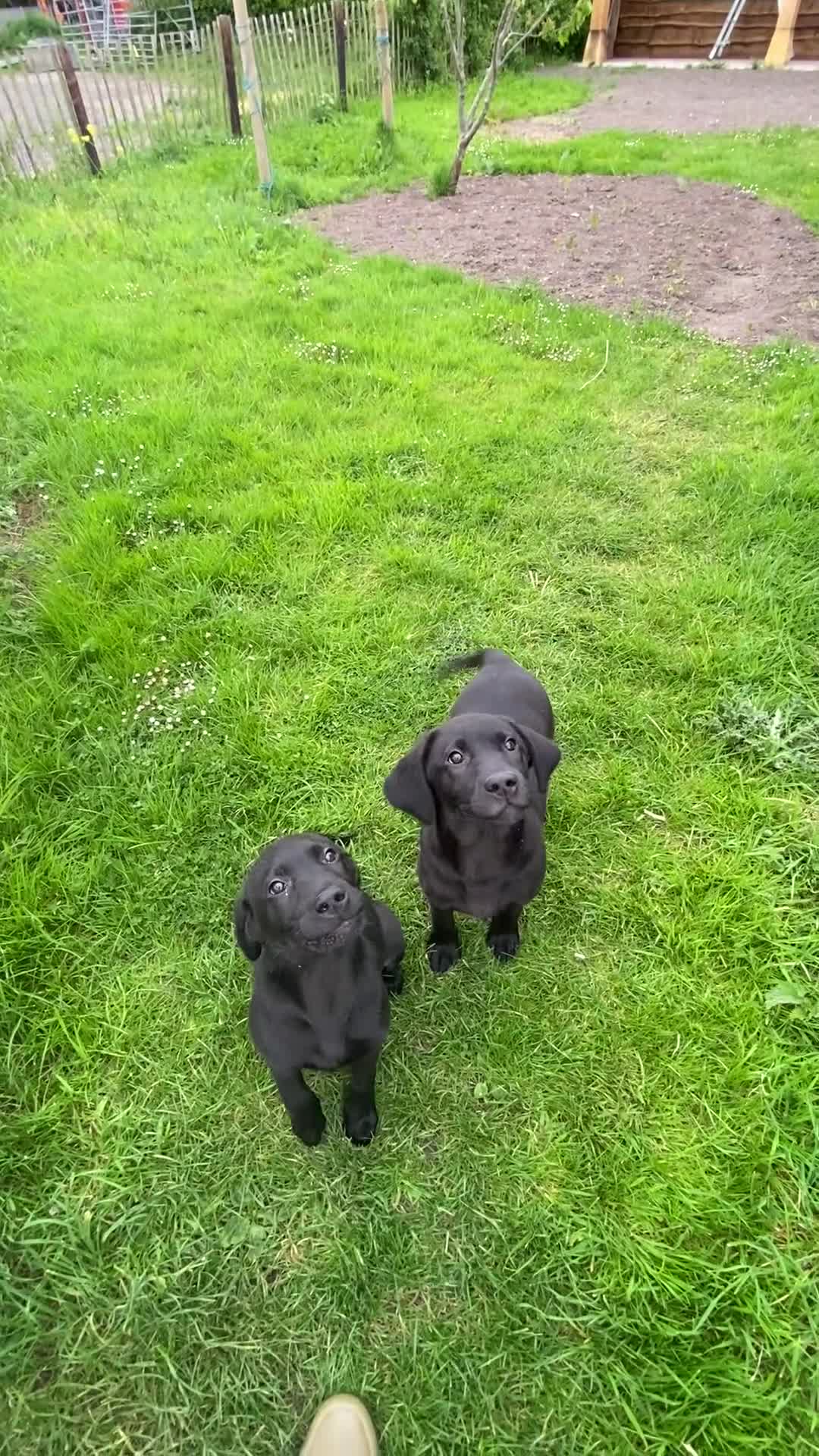Labrador Retriever dogs for sale: KC Reg well bred Male puppies - Video 5