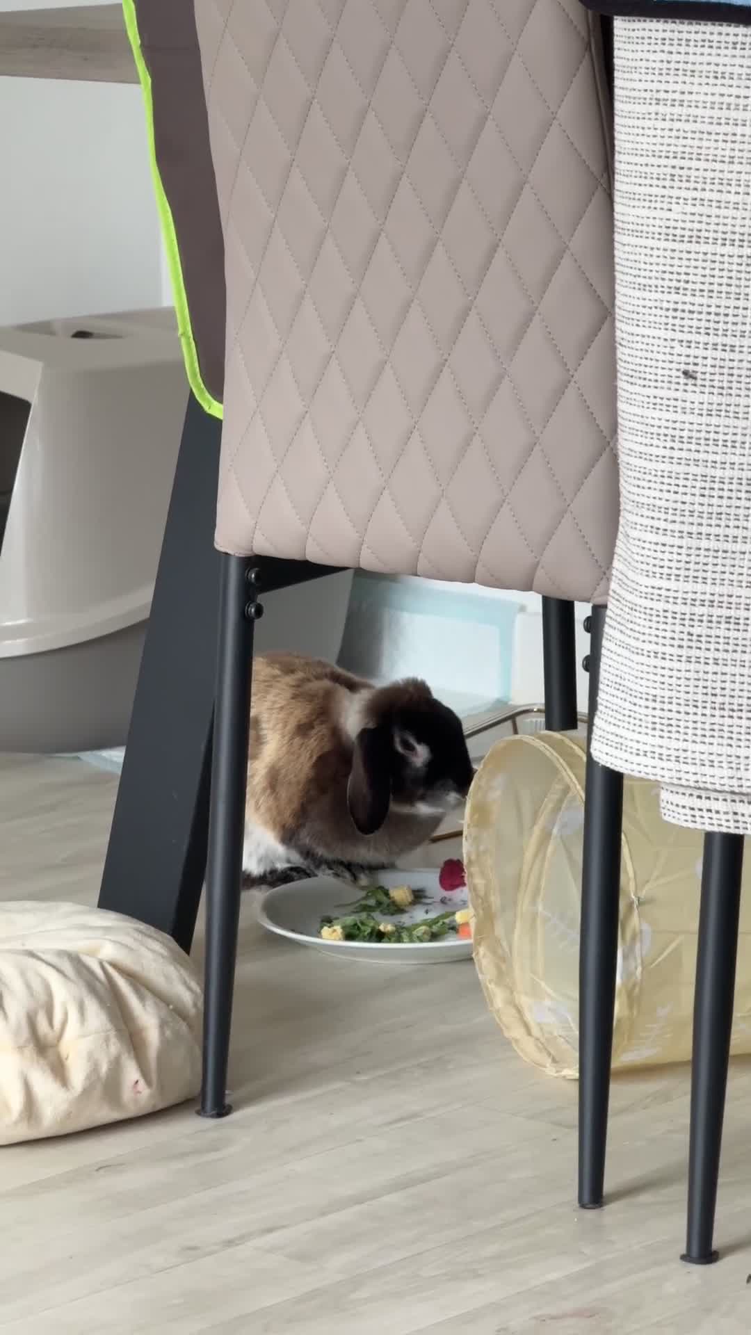 Mixed Breed rabbits for sale: Rescue looking for a loving home in Plymouth - Video 2