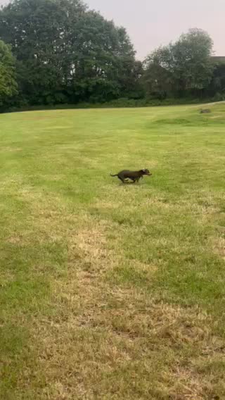 Miniature Dachshund dogs for stud: 🐾HUGO THE BOSS (KC REG & PRA CLEAR) PROVEN STUD🐾 in Manchester - Video 1