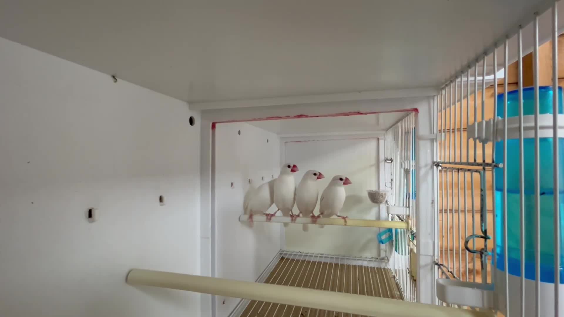 Finches birds for sale: White Java finches  - Video 1