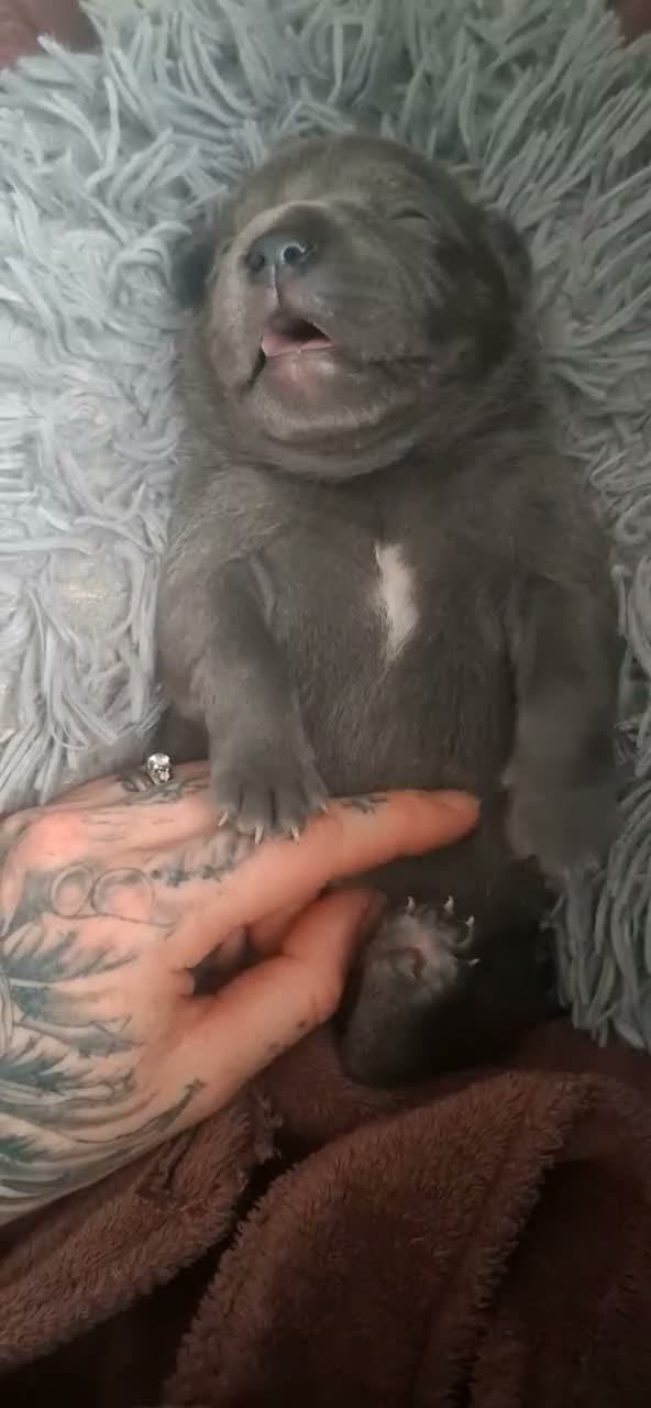 Staffordshire Bull Terrier dogs for sale: KC Blue Short Legged Staffordshire Bull Terrior - Video 3
