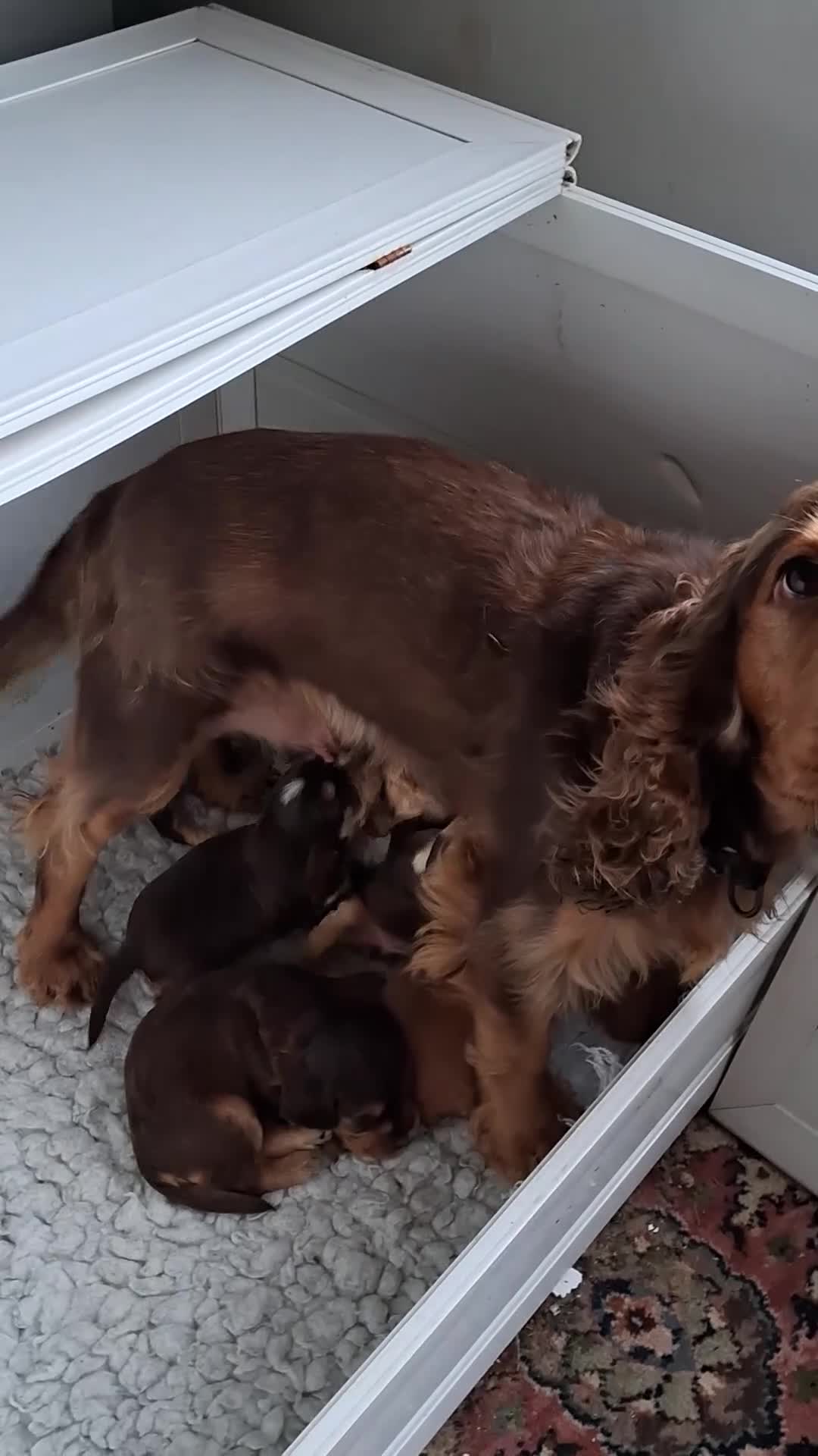 Cocker Spaniel dogs for sale: Absolutely Stunning Show Cocker Spaniels - Video 1