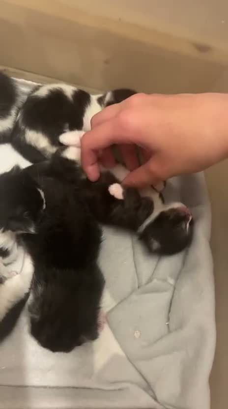 Perdoll cats for sale: 5 little baby’s  - Video 1