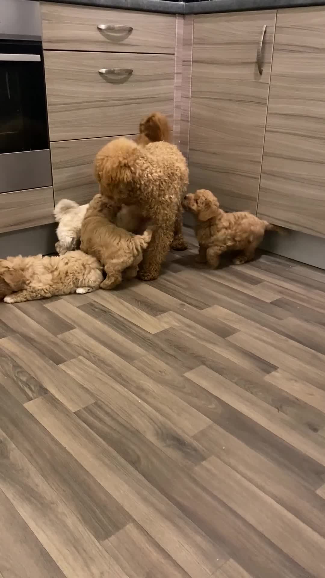 Poochon dogs for stud: Baloo - Video 2