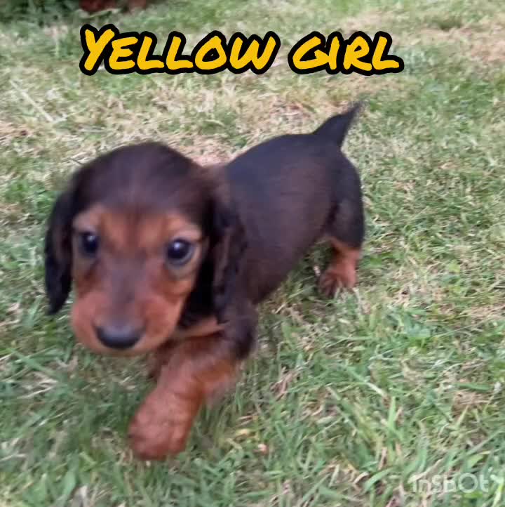 Dachshund dogs for sale: Longhaired Dachshunds small standardard - Video 2