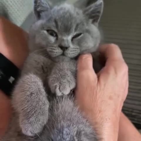British Shorthair cats for sale: GCCF Registered Britsh Shorthairs £990 for both - Video 2