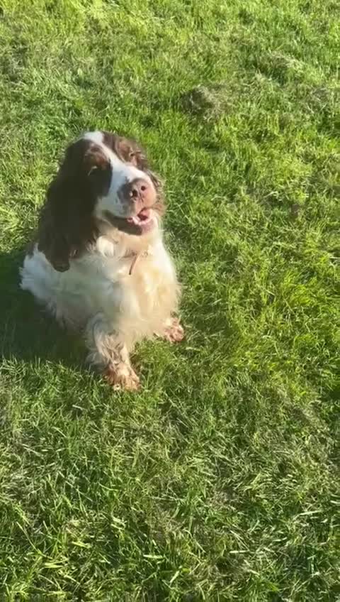 Cocker Spaniel dogs for sale: 5Yr Cocker Spanial for sale - Video 1
