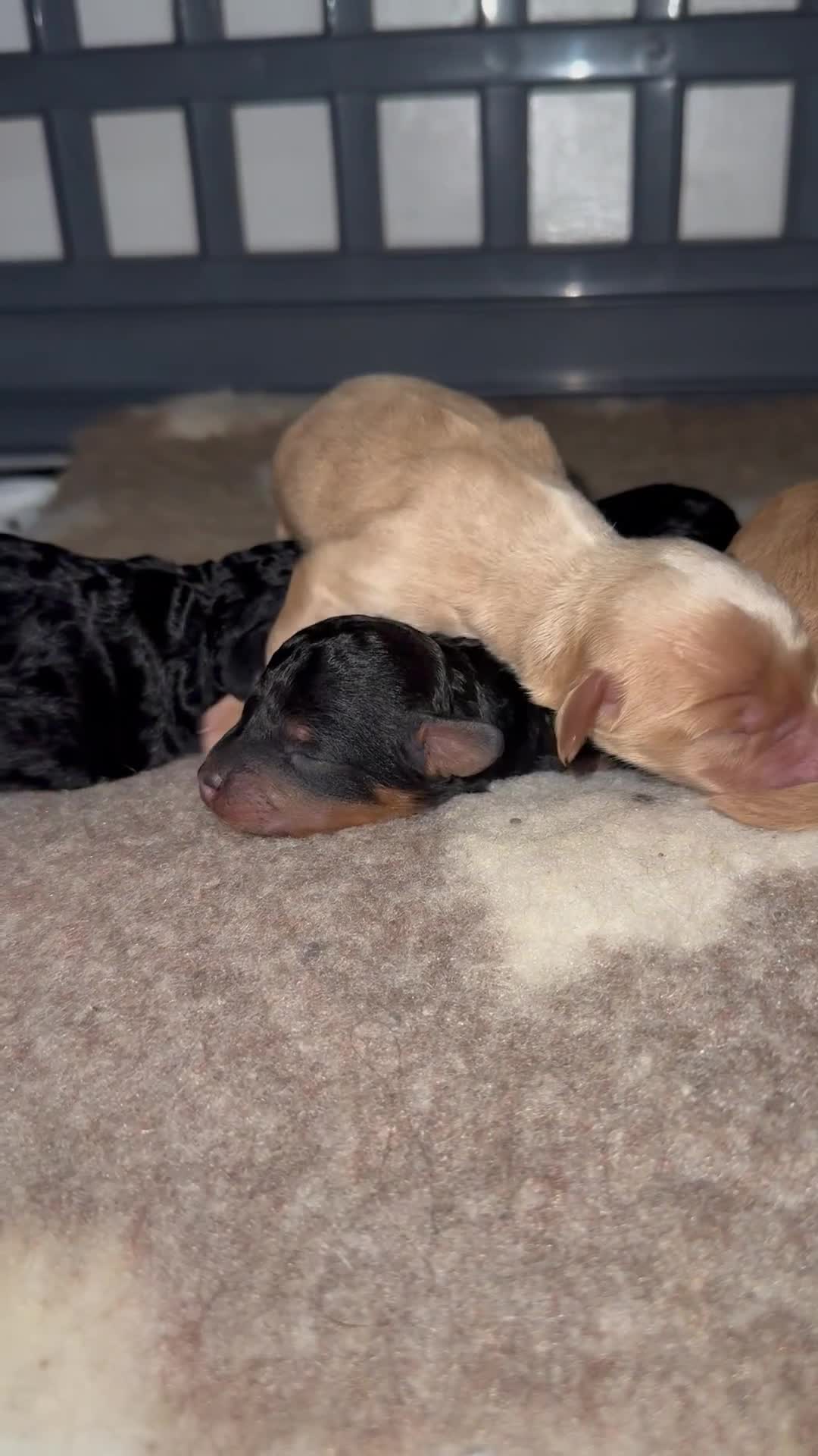 Mixed Breed dogs for sale: Puppies born! 2 remaining available  - Video 5