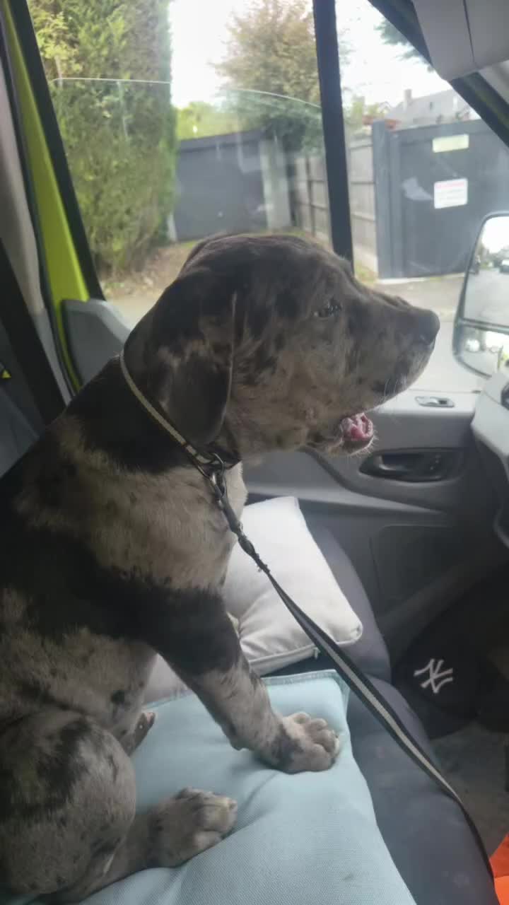 Mixed Breed dogs for sale: Harlequin cane corso X American bulldogge - Video 4