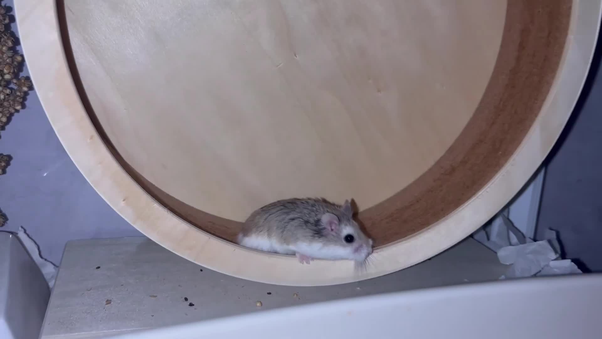 Hamster rodents for sale: Male Roborovski & BUCATSTATE Enclosure - Video 1