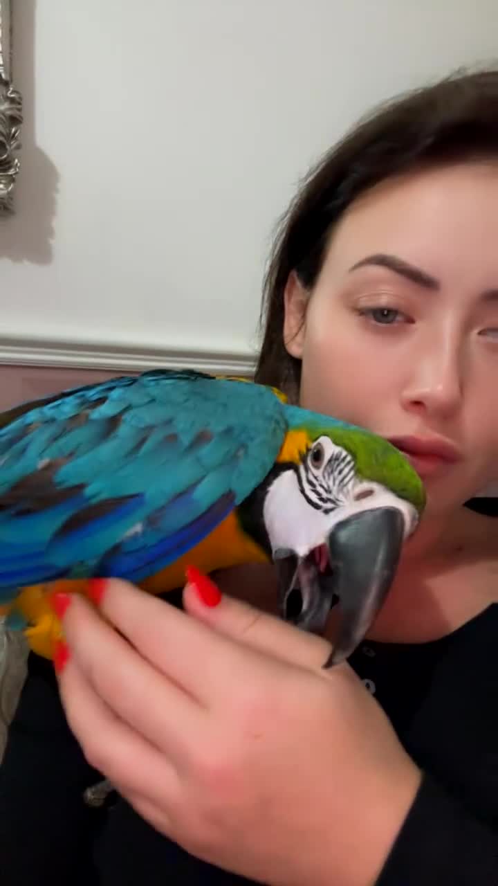 Macaws birds for sale: Blue and gold baby macaw - Video 1