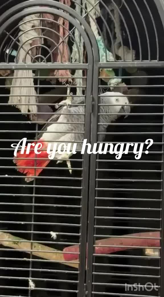 Parrots birds for sale: Krypto the amazing talking african grey in Solihull - Video 3