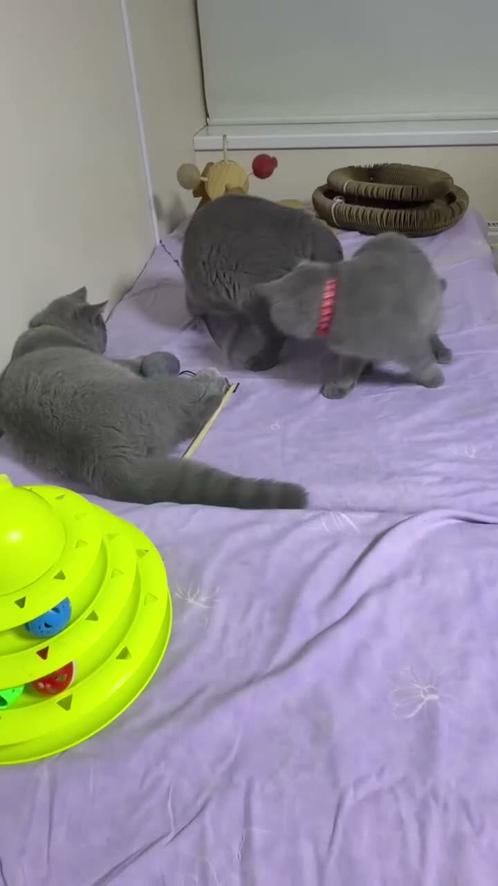British Shorthair cats for sale: BSH GCCF Pedigree Healthy Beautiful Friendly  - Video 2