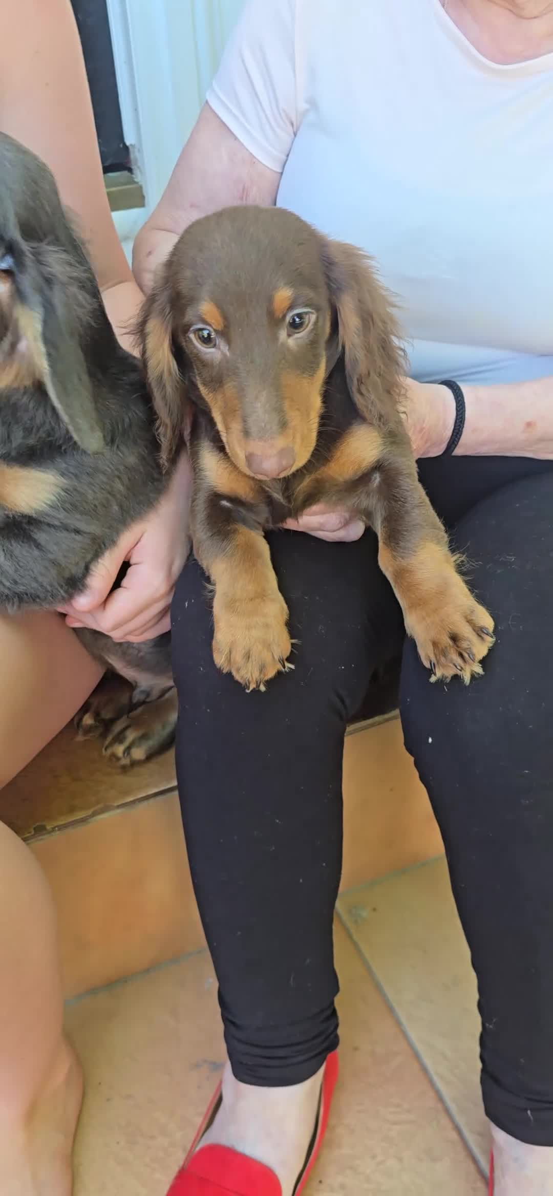 Miniature Dachshund dogs for sale: 💙💙Last 2 LONGHAIR BOY ❤️ 1 Girl SHORTHAIR - Video 3