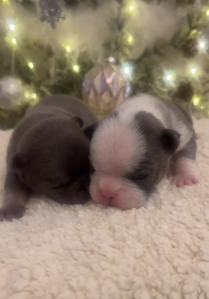 French Bulldog dogs for sale: 4 Panel Health Tested Parents  - Video 4