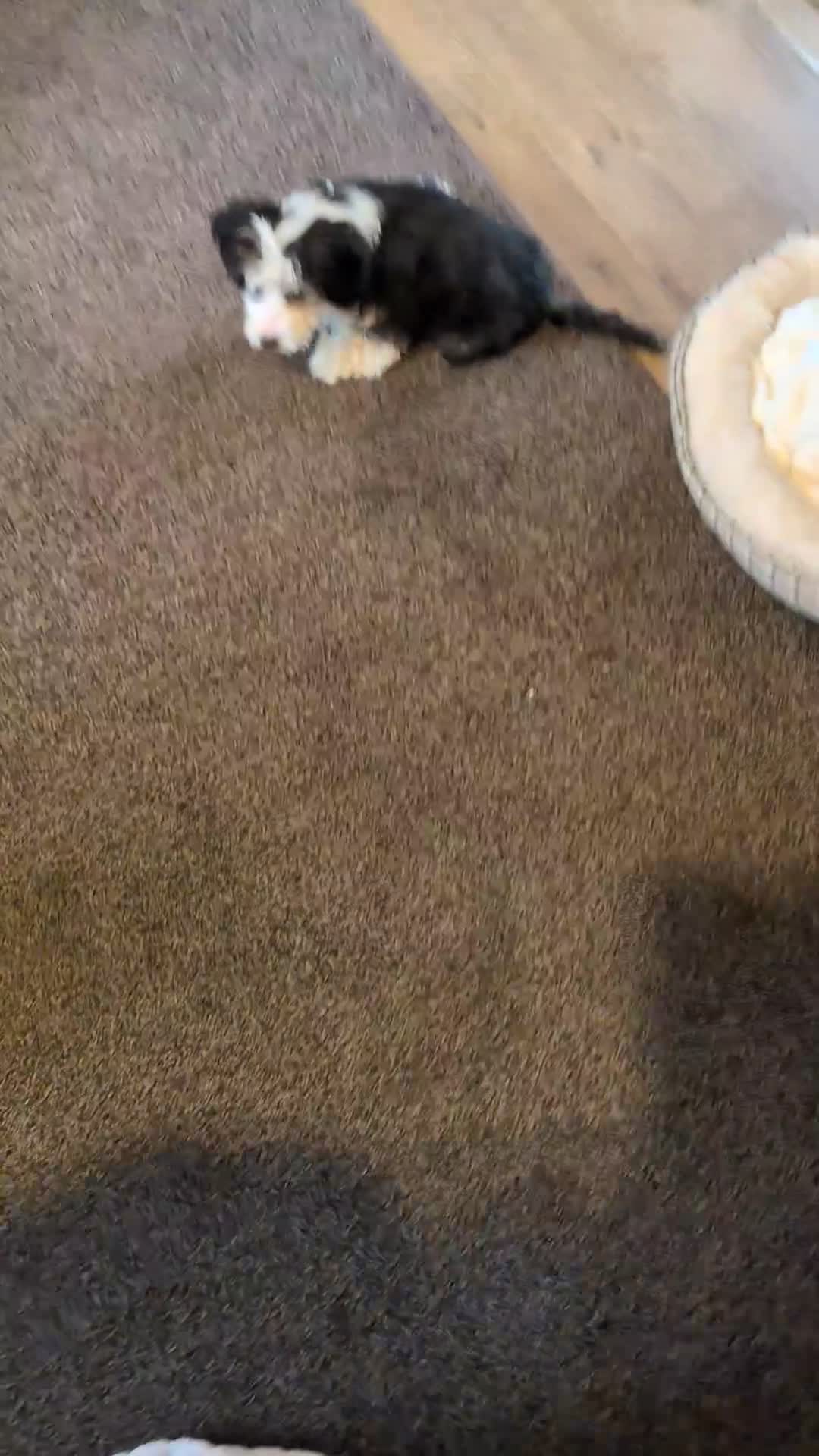 Mixed Breed dogs for sale: Disabled Puppy 5 months old - Video 1