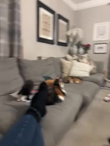 Mixed Breed cats for sale: Gorgeous moggy kittens for sale  - Video 1