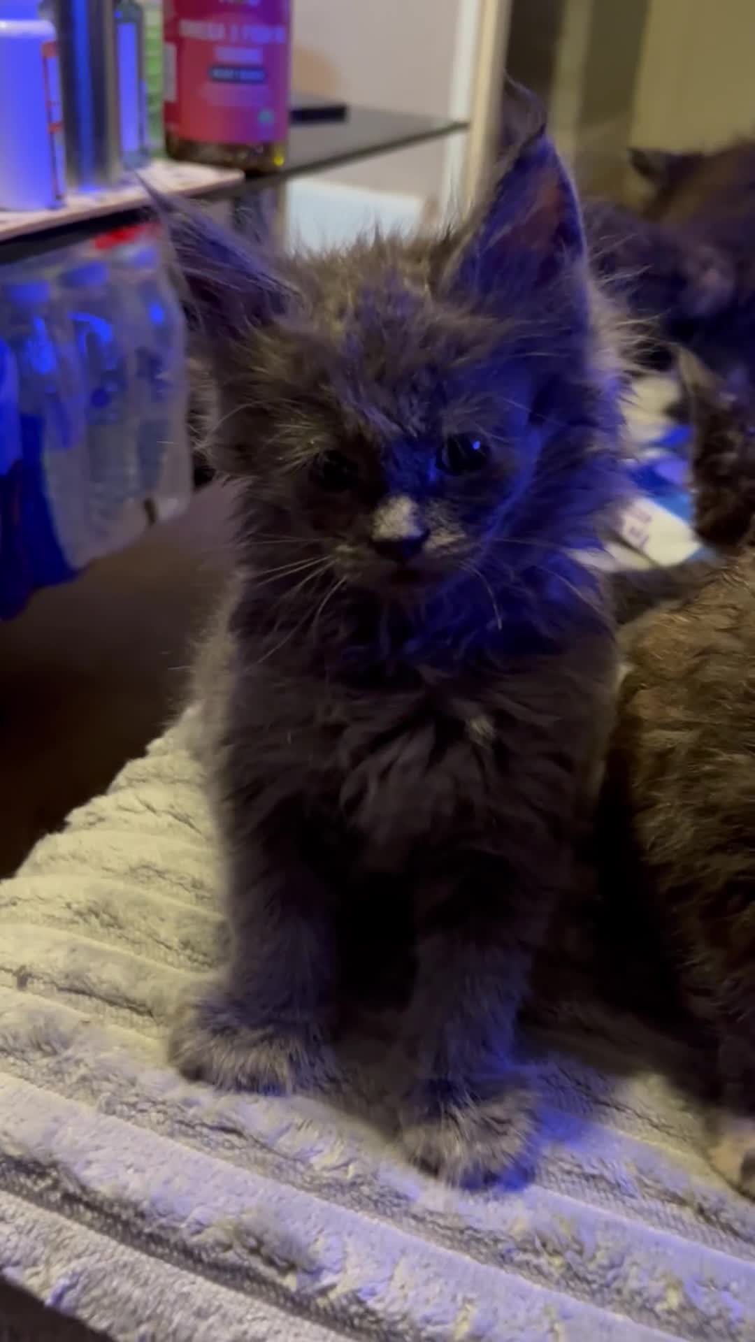 Maine Coon cats for sale: 8 Beautiful mainecoon kittens  - Video 1