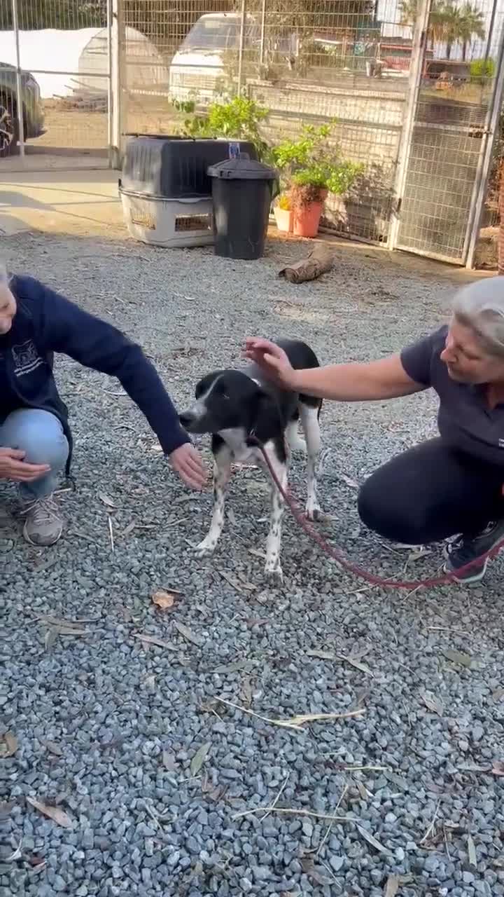 Mixed Breed dogs for adoption: Sergio the rescue dog sweetheart, in Liverpool - Video 2