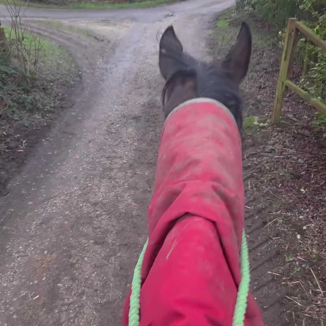 English Thoroughbred horses for sale: 17.1 10 Year old BAY  - Video 1