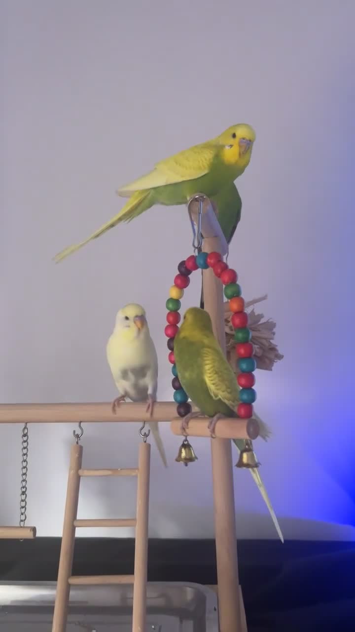 Budgerigars birds for sale: Budgies for sale - Video 5