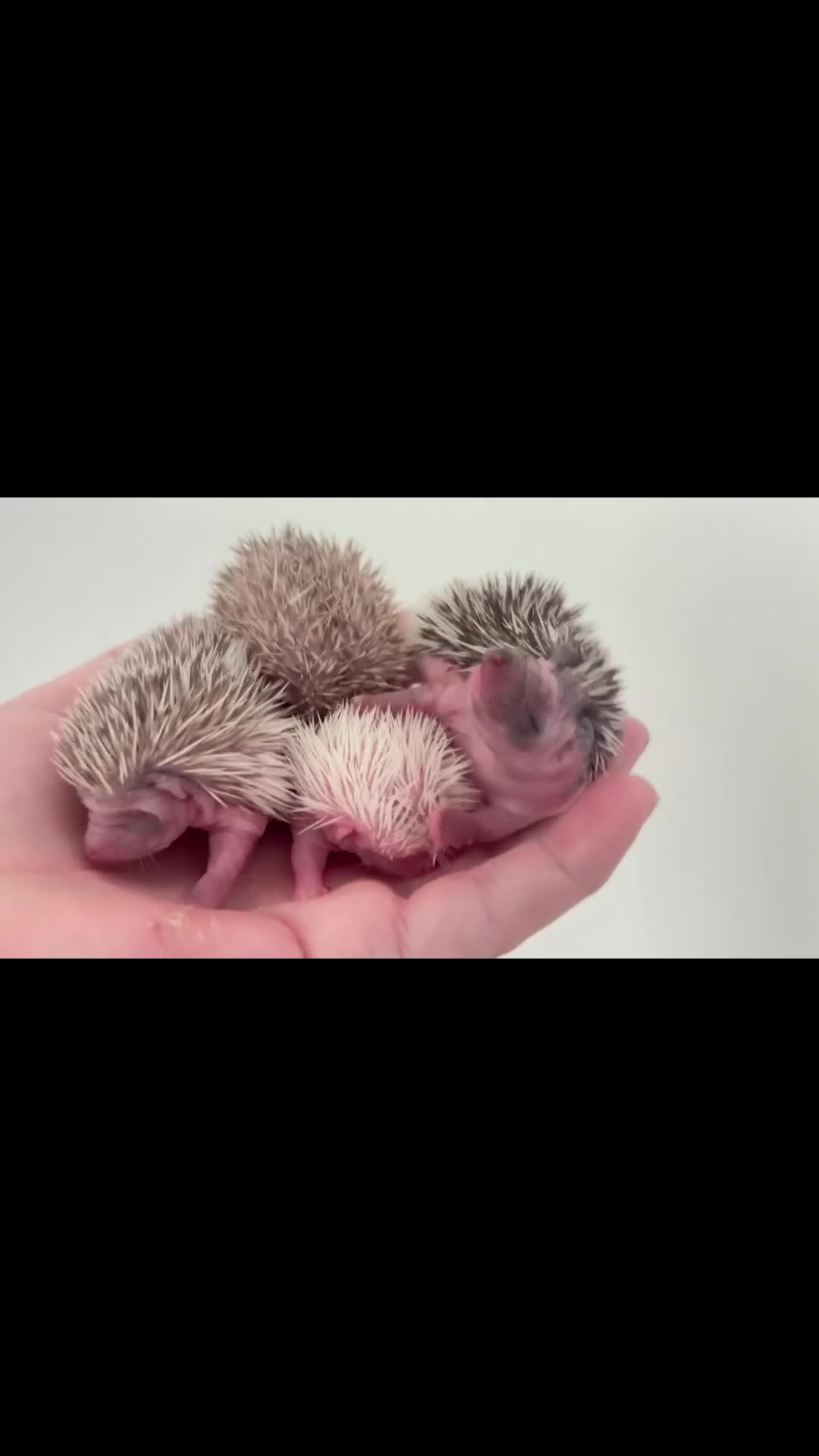 Pygmy Hedgehog rodents for sale: Girls Boys Ethically Bred African Pygmy Hedgehogs - Video 1