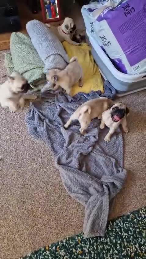 Pug dogs for sale: One cute pug puppies! £800 or best offer  - Video 2