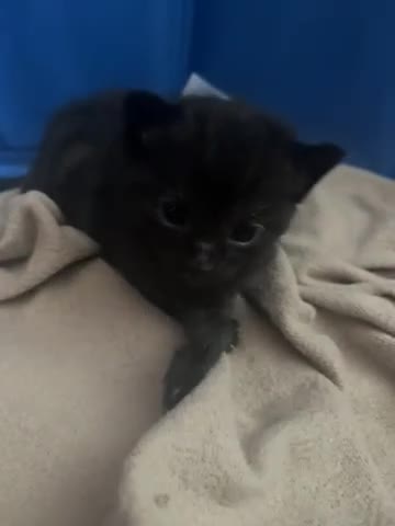 Domestic Shorthair cats for sale: Kittens for sale  - Video 3