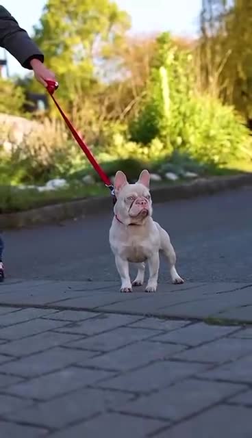 French Bulldog dogs for stud: King pink visual pink and tan proven stud  - Video 2