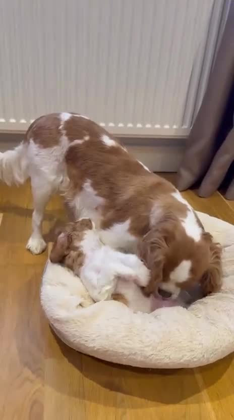Cavalier King Charles Spaniel dogs for sale: King Charles Cavalier Blenheim boy available 🐶🥰 - Video 3