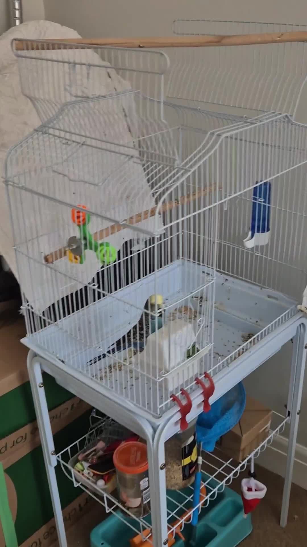 Budgerigars birds for sale: Male sky Blue yellow face tamed - Video 1