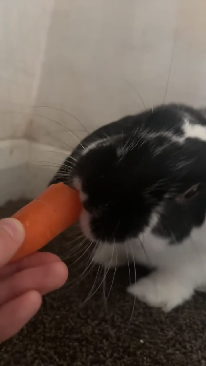 Dutch rabbits for sale: Dutch Lop Rabbit  - Video 3