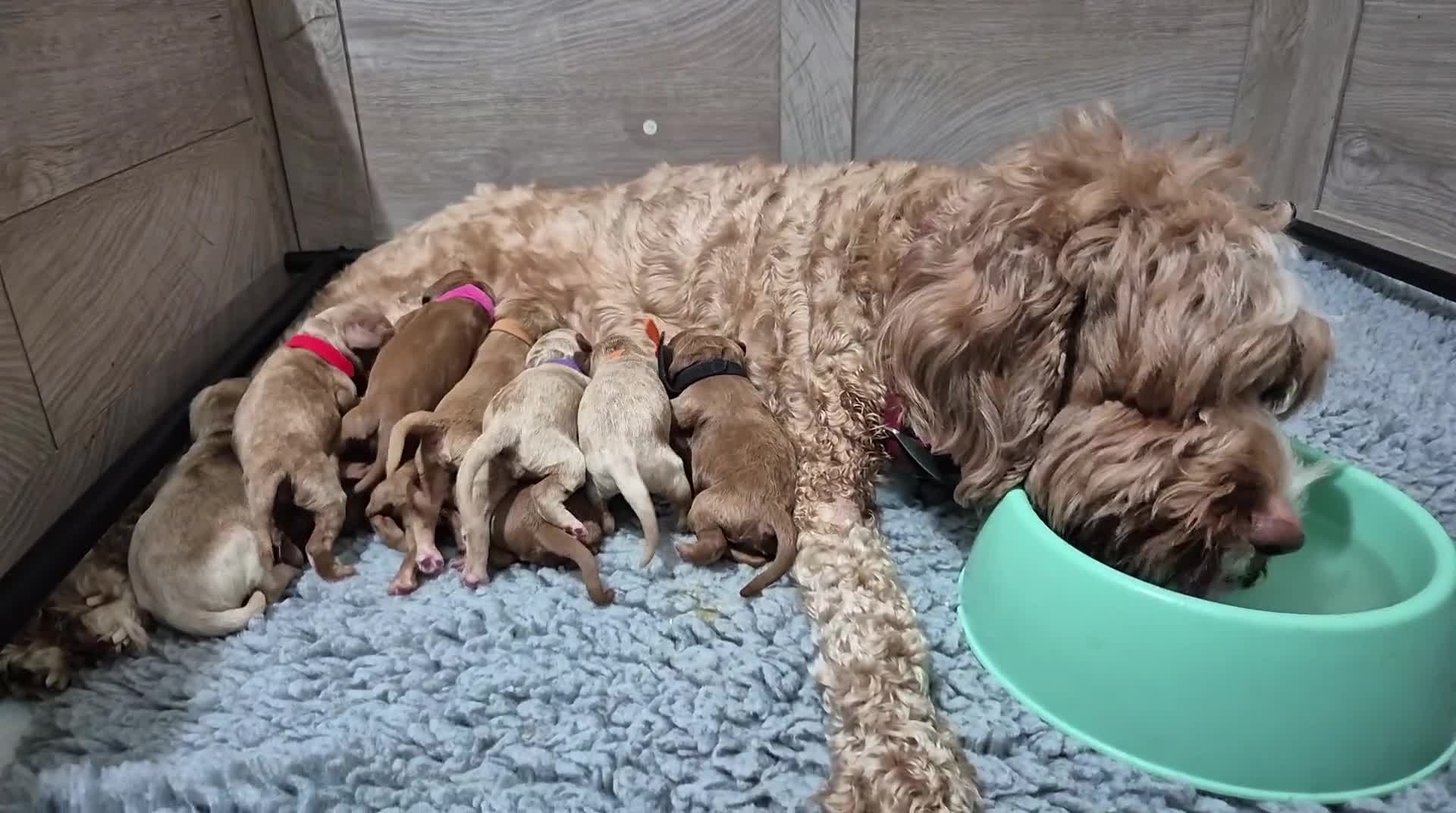 Australian Labradoodle dogs for sale: 1 boy and 1 girl left - Video 1