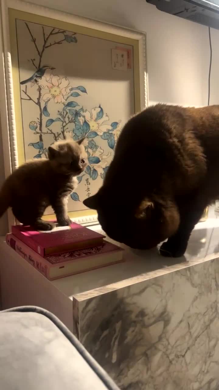 British Shorthair cats for stud: Championship active GCCF stud cinnamon  in London - Video 1