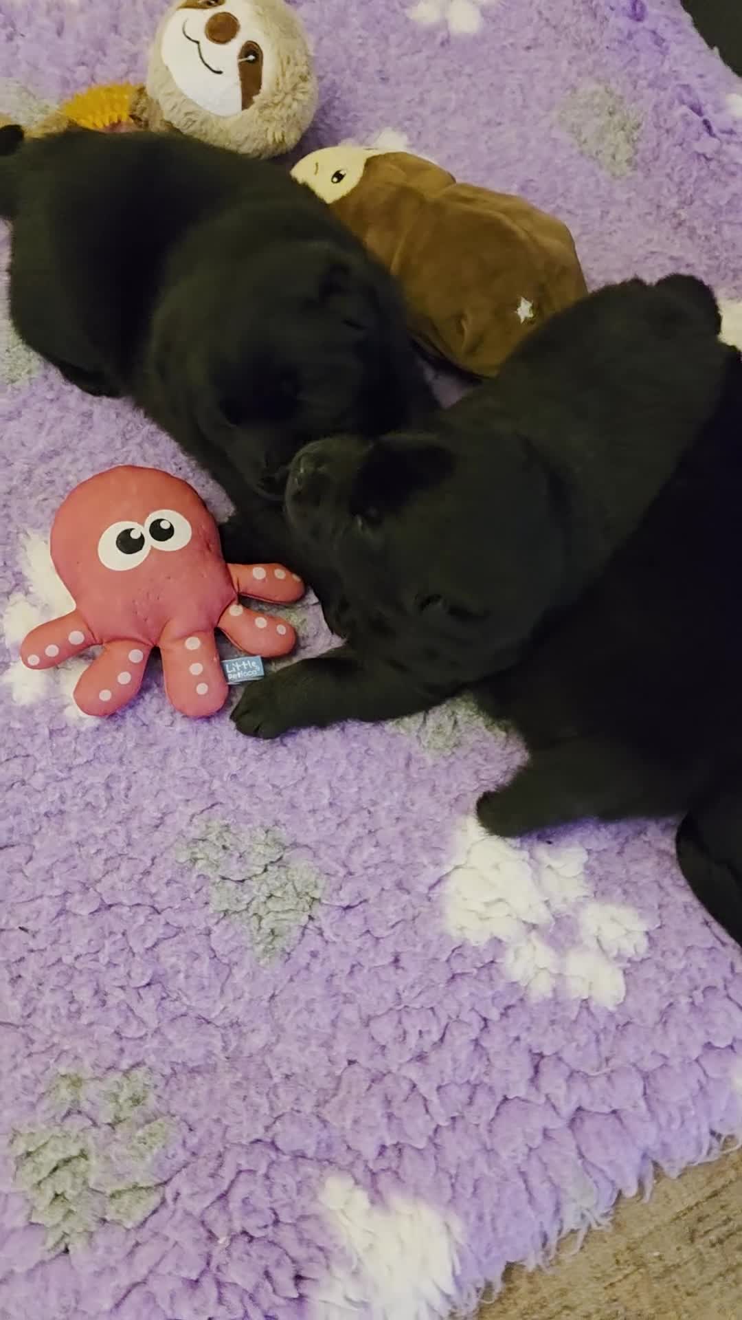 Mixed Breed dogs for sale: Gorgeous Chowador Puppies  - Video 1