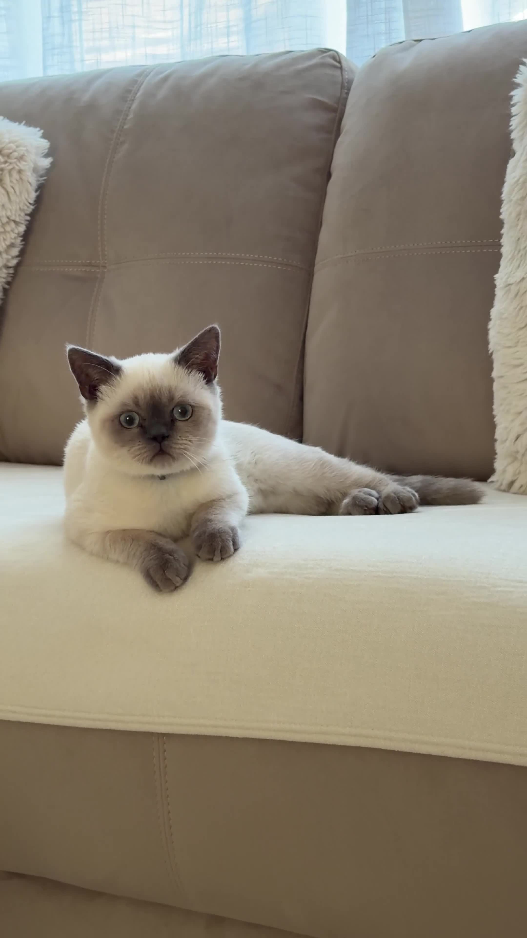 British Shorthair cats for sale: Bluepoint British short hair  - Video 1