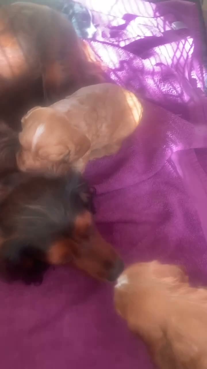 Cocker Spaniel dogs for sale: Cocker spaniel pups - Video 1