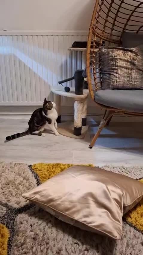 Mixed Breed cats for sale: lovely male cat loves to play and loves to eat😋 - Video 2