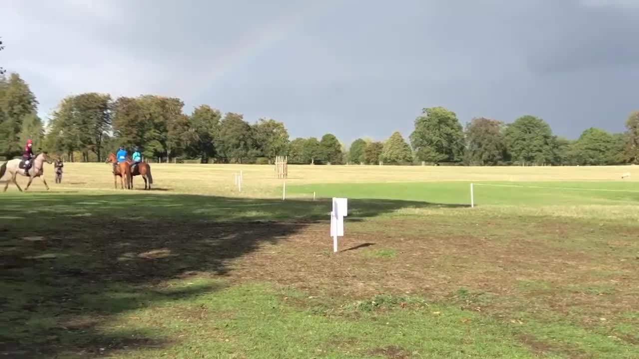 Connemara horses for sale: Super Connie Mare - Video 1