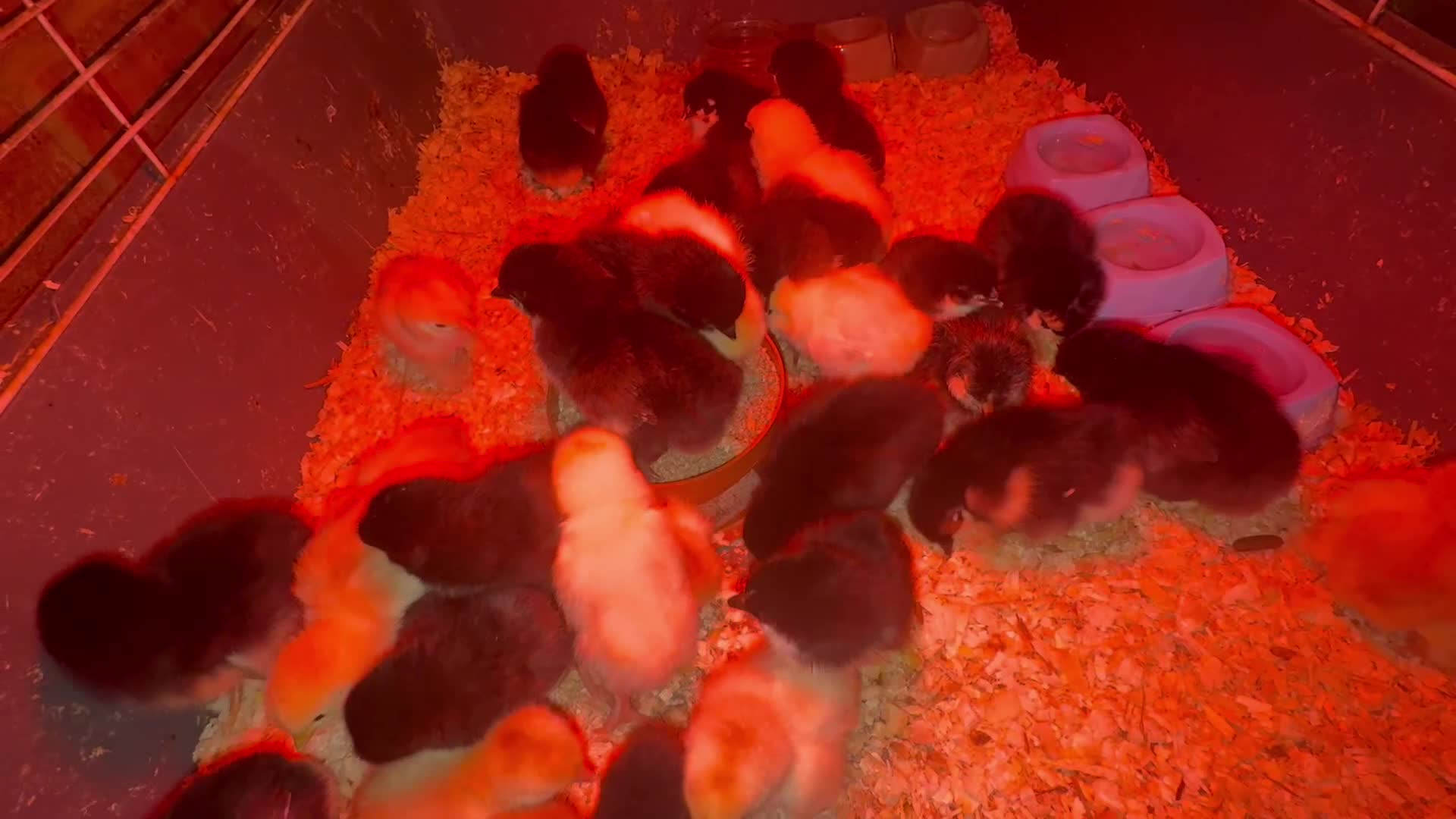 Chickens poultry for sale: 5 MIXED CHICKS FOR £50 - Video 1