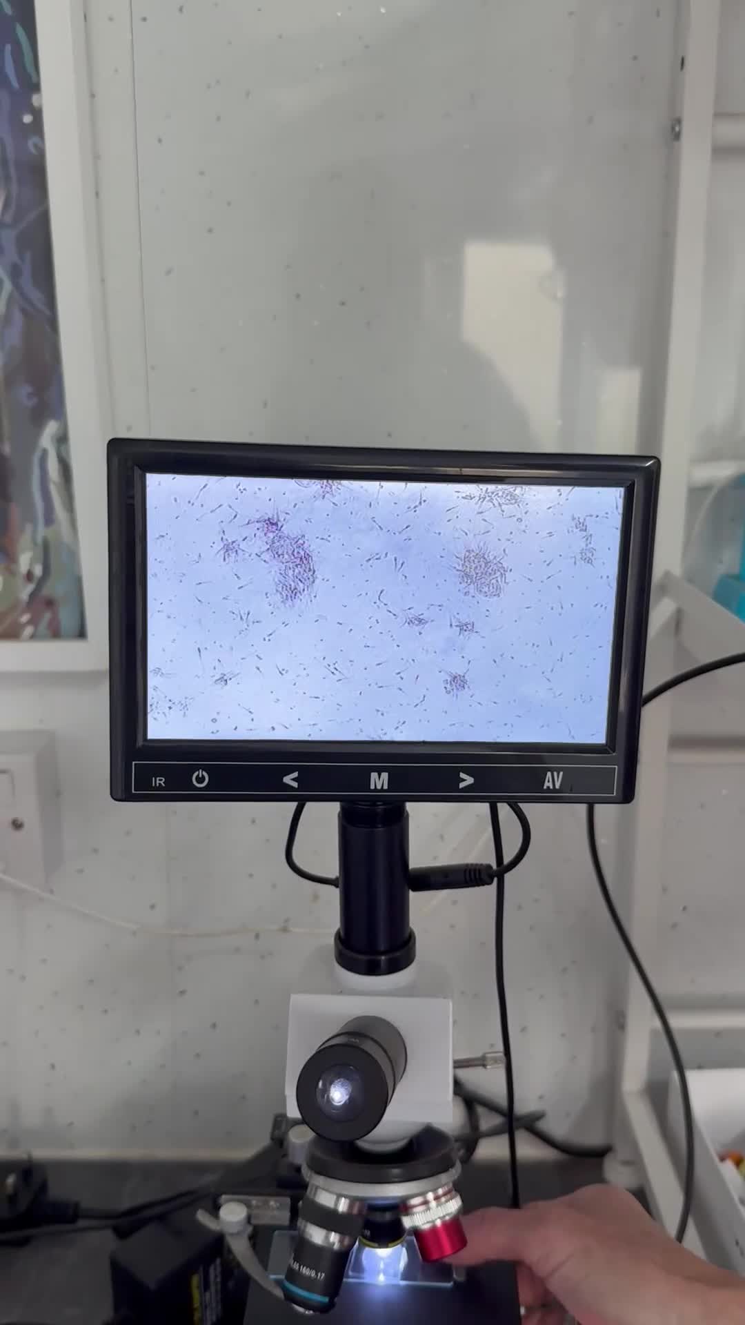 Griffon Bruxellois dogs for stud: KC Registered Griffon for stud - Video 1