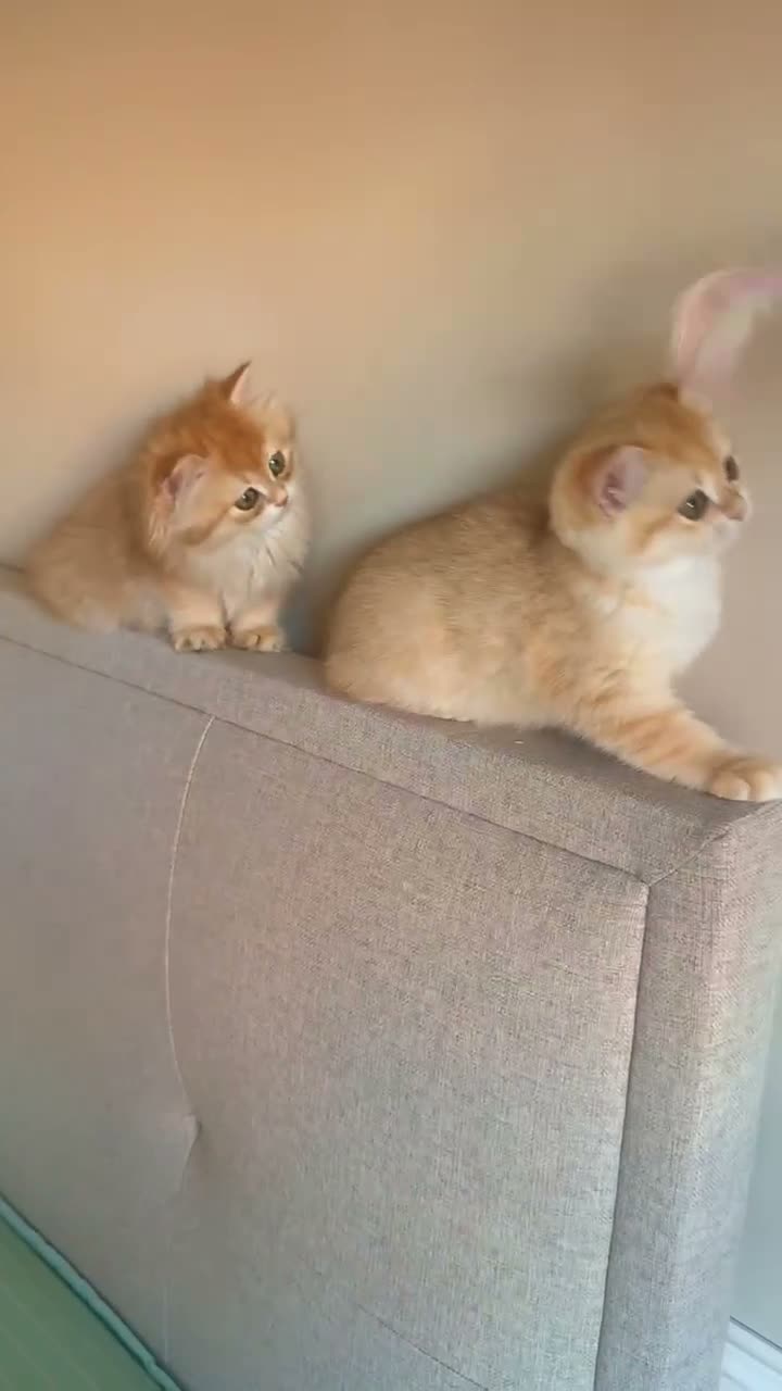 British Shorthair cats for sale: Adorable Golden British Short/longhair Kittens - Video 2