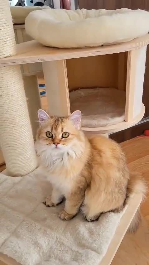 British Longhair cats for sale: Purebred British Longhair Female  - Video 3