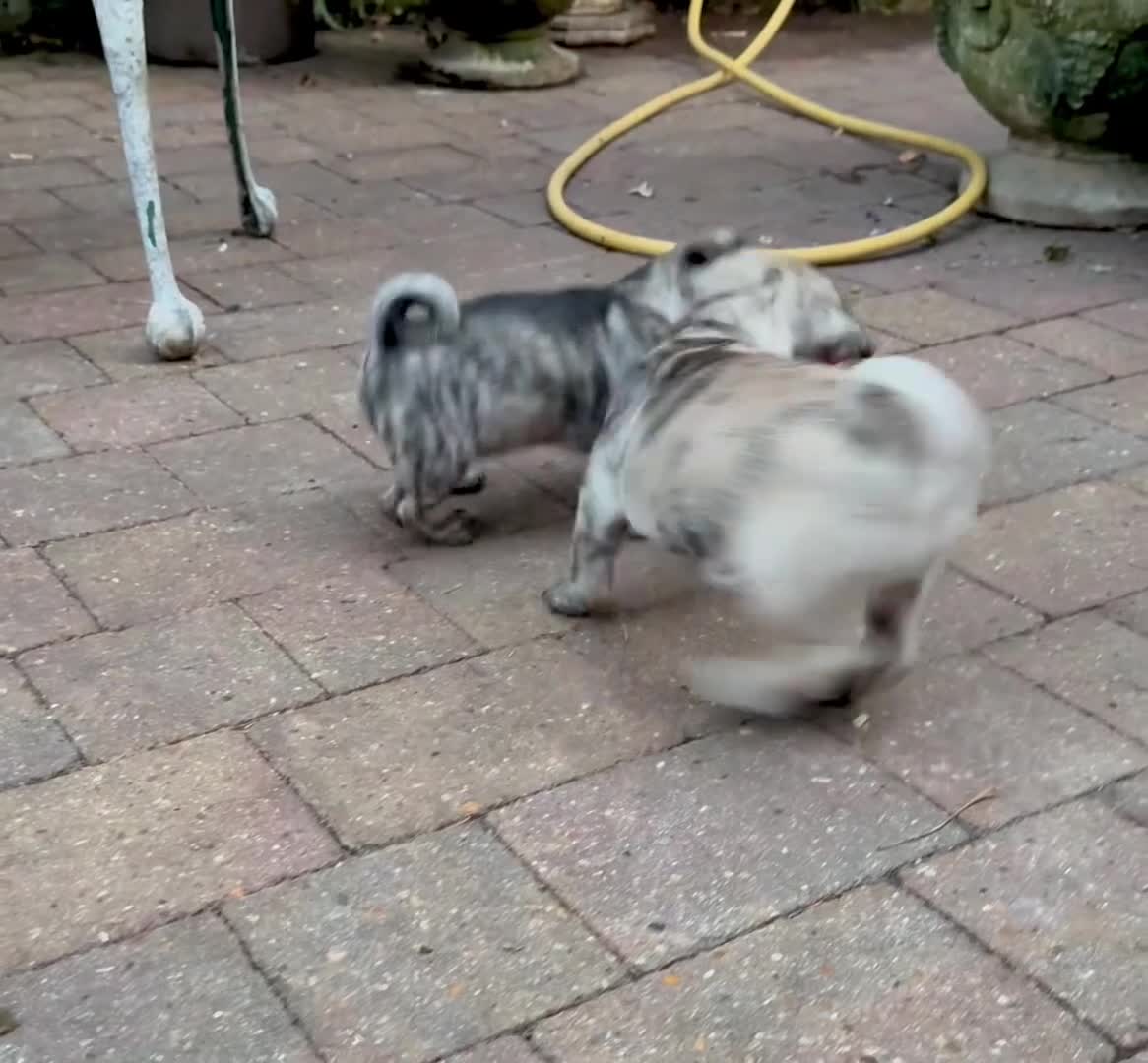 Pug dogs for sale: Adorable one of a kind. loving KCreg PUG puppies  - Video 2