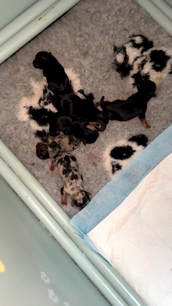 Mixed Breed dogs for sale: French yorkie (frorkie) puppies  - Video 1