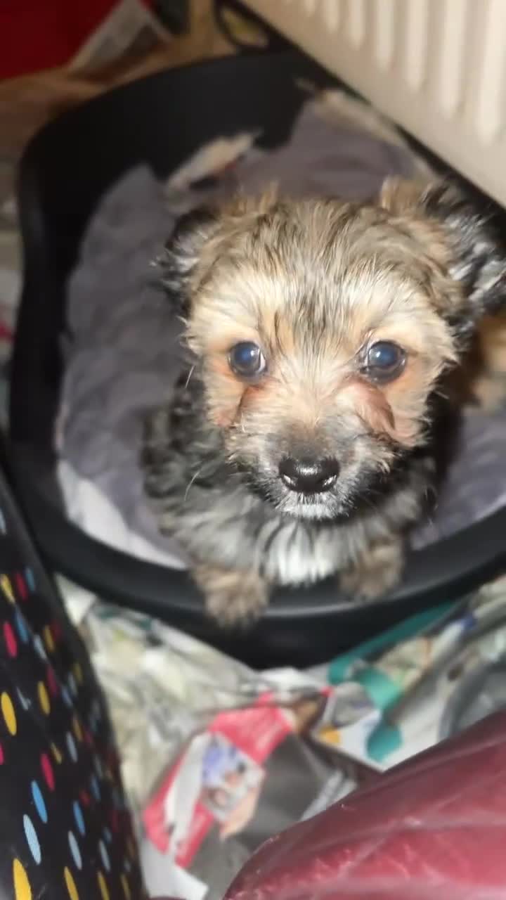 Mixed Breed dogs for sale: Ready to leave now  - Video 1