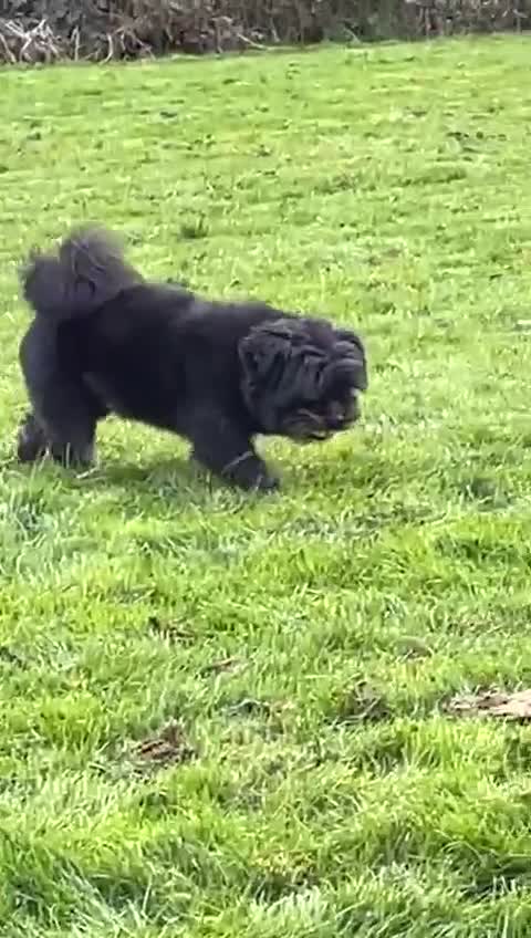 Mixed Breed dogs for stud: Mix-Breed Dog Available for Stud - Video 1